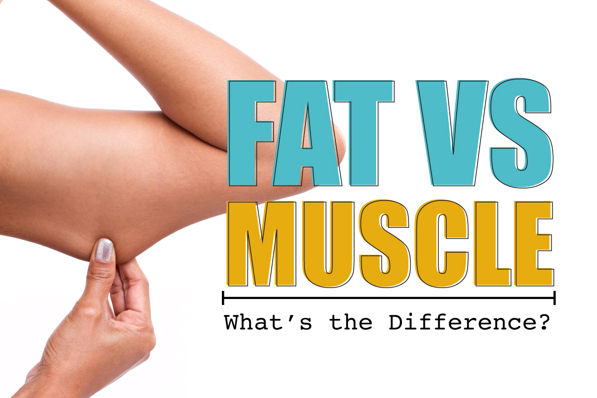 Fat VS Muscle 脂肪 VS 肌肉